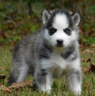 Predam steniatka sibirsky husky