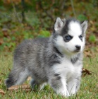 Predam steniatka sibirsky husky