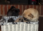 mops