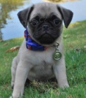 Rozkon tata Pug; ',