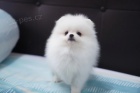 ndhern bl pomeranian