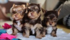 mini yorkies