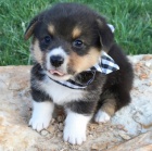 tata Pembroke Welsh Corgi