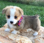 Okovan tata Pembroke Welsh Corgi