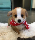 Okovan tata Pembroke Welsh Corgi