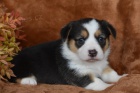 tata Pembroke Welsh Corgi (samec a samice)