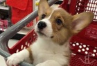 tata Pembroke Welsh Corgi