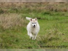 Sibisk husky ttka