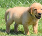 Rozkon ttka labrador jsou pipravena na nov rodiny.