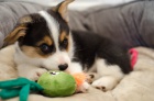 tata Pembroke Welsh Corgi K dispozici k adopci