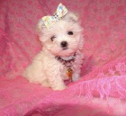 Malt�z�t� �t��ata k V�noc�m mu�sk� a �ensk�....