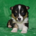 Okovan tata Welsh Corgi Pembroke.