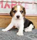  Trikolorn beagle tata