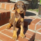 DOBERMAN TATA