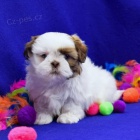 Ndhern mu a ena Shih Tzu