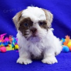 Ndhern mu a ena Shih Tzu