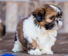 tata shih tzu