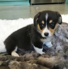 Welsh Corgi Pembroke