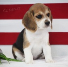 Krsn modr oi tat trikolry Beagle