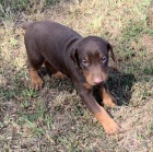 Ndhern tata doberman a samic k adopci