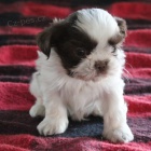 Krsn pes a fena miniaturn tata Shih Tzu