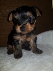 YORKIES MINI