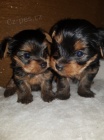 YORKIES MINI