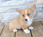 Ndhern Welsh Corgi (Pembroke)