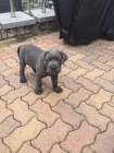 k dispozici tata cane corso