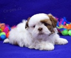 Andlsk ttka Shih Tzu jsou pipravena jt.