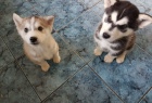 Zdrav a MODR OI sibisk husky tata