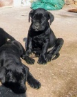 tata Cane corso