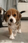 BEAGLE! BEAGLE! BEAGLE