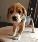 BEAGLE! BEAGLE! BEAGLE