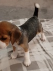 BEAGLE! BEAGLE! BEAGLE