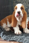 Basset Hound tata..