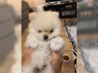 Pomeranian medvdek tn