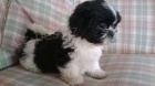 Fantastick tata shih tzu