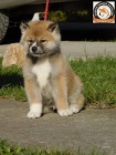 Japonsk akita tata