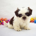 Shih Tzu samec a samice na vnon drek