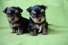 mini, mini.mini tata yorkrskho terira