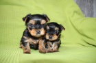 mini, mini.mini tata yorkrskho terira