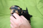 mini, mini.mini tata yorkrskho terira