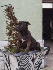 tata Cane corso