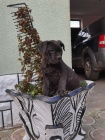 tata Cane corso