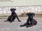 tata Cane corso