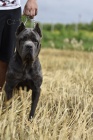 tata Cane corso