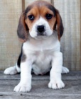 K dispozici jsou 2 krsn tata Beagle