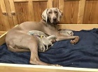 Krsn stbrn tata Weimaraner Kc