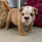 ANGLICK BULLDOG NA PRODEJ